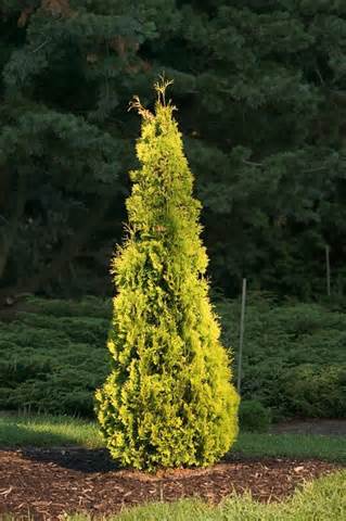THUJA OCC YELLOW RIBBON #6
