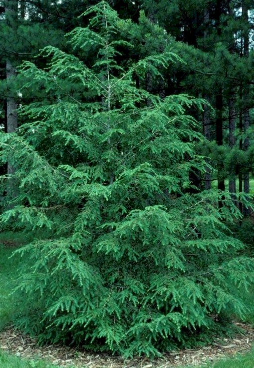 THUJA OCC YELLOW RIBBON 5' BB