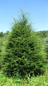 TSUGA CAN CANADIAN HEMLOCK 5' BB