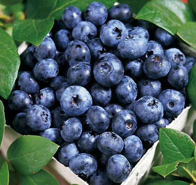 BLUEBERRY BLUE RAY #1