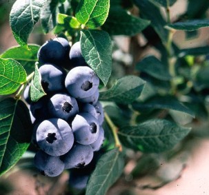 BLUEBERRY CHIPPEWA #1