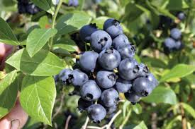 BLUEBERRY NORTHBLUE #1