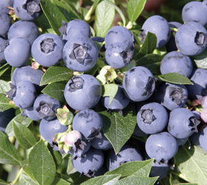 BLUEBERRY NORTHCOUNTRY #1