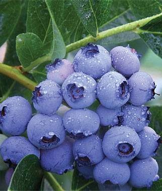 BLUEBERRY PATRIOT #1