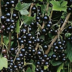 CURRANT CONSORT #2