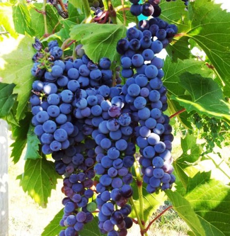 GRAPE FRONTENAC #1/7"