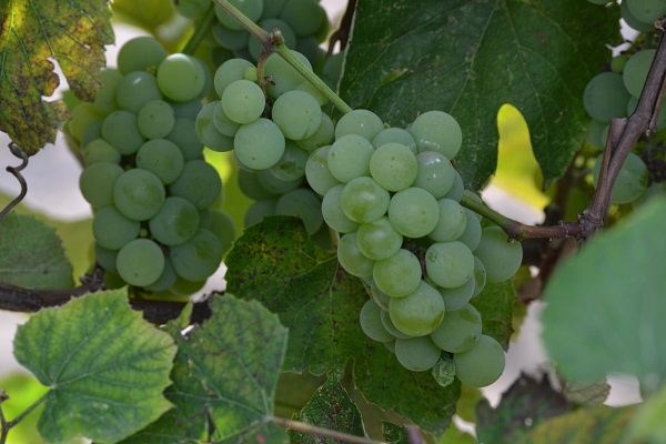 GRAPE ITASCA #1/7"