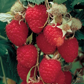 RASPBERRY HIMBO TOP #1/7"