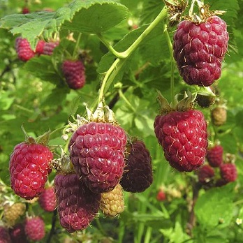 RASPBERRY JOAN J #1/7"