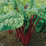 RHUBARB CHIPMANS CANADA RED #2