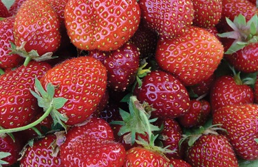STRAW EVERSWEET JUMBO 6 PAC