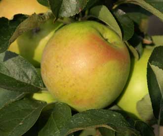 MALUS CORTLAND APPLE #5 DWF