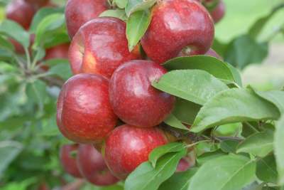 MALUS FROSTBITE APPLE #7 DWF