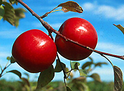 MALUS HARALRED APPLE #7 DWF