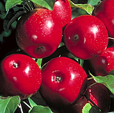 MALUS HARALSON APPLE #5 DWF