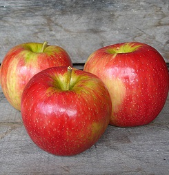MALUS HONEYCRISP APPLE #7 DWF