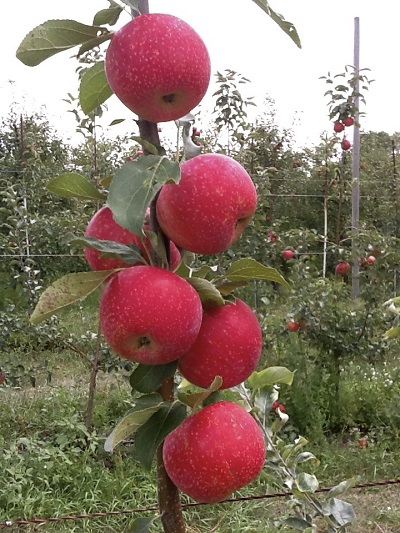 MALUS KINDERKRISP APPLE#7 DWF