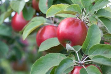 MALUS SNOW SWEET APPLE #7 DWF