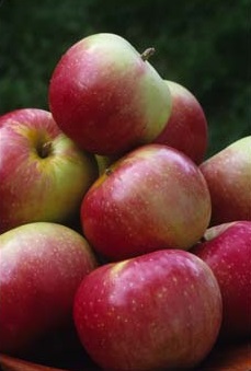 MALUS ZESTAR APPLE #7 DWF