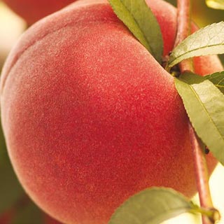 PRUNUS CONTENDER PEACH #7
