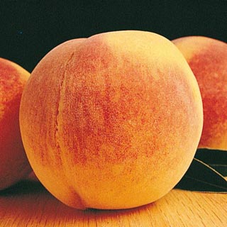 PRUNUS RELIANCE PEACH #7