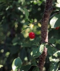 PRUNUS EVANS BALI CHERRY #20