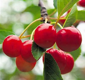 PRUNUS MONTMORENCY CHERRY #7