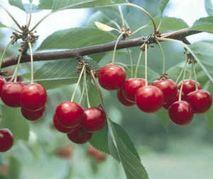PRUNUS NORTH STAR CHERRY #7