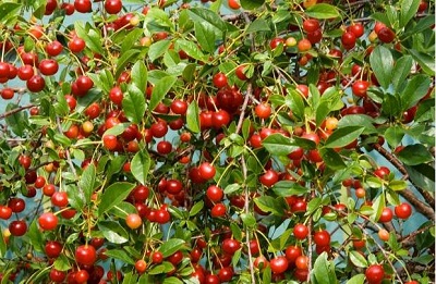 PRUNUS SWET CHERY PIE #5 1.40 FE