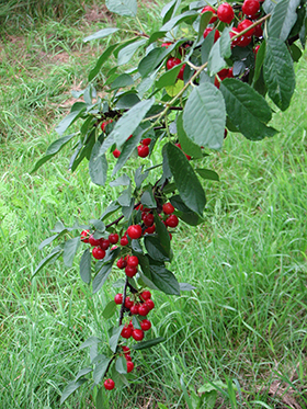 PRUNUS SWEET CHERRY PIE #7 FE