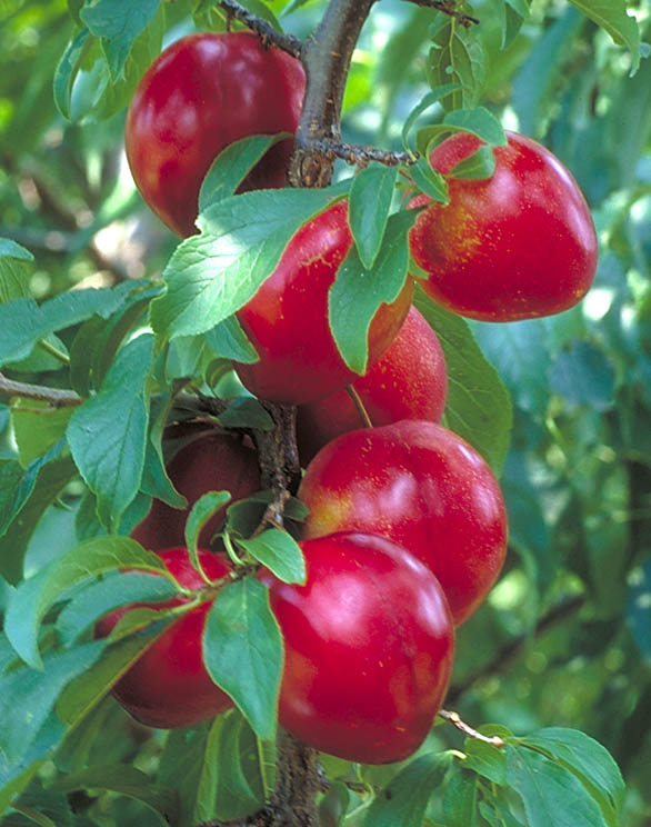 PRUNUS BLACK ICE PLUM #5