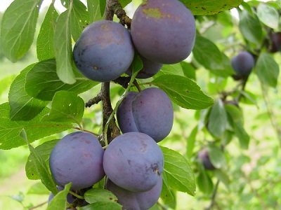 PRUNUS MOUNT ROYAL PLUM #7