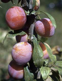 PRUNUS SUPERIOR PLUM #7