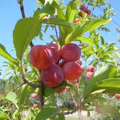 PRUNUS TOKA PLUM #7