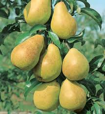 PYRUS LUSCIOUS PEAR #7