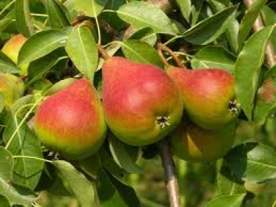 PYRUS PARKER PEAR #7