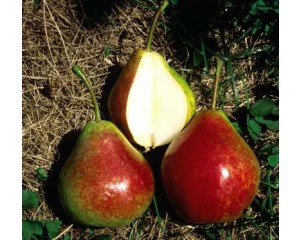 PYRUS SUMMERCRISP PEAR #7