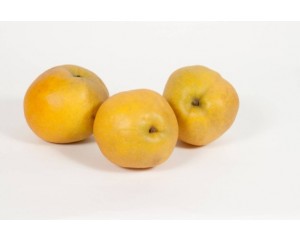PYRUS TAWARA ASIAN PEAR #7 FE