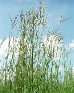 ANDRO GER BIG BLUESTEM #1