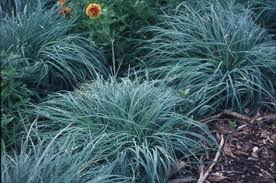 CAREX GLA BLUE SEDGE #1