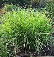 CAREX MUS OEHME #1 SEDGE