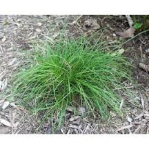 CAREX PENNSYLVANICA OAK SEDGE #1