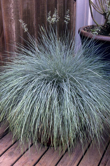 FESTUCA GLA BEYOND BLUE #1