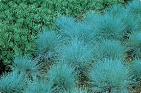 FESTUCA GLA BOULDER BLUE #1