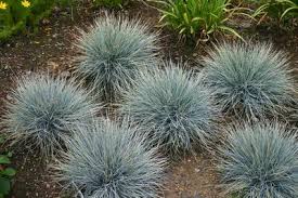 FESTUCA GLA ELIJAH BLUE #1