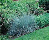 HELICTOTRICONSAPPH BLUEOAT #1
