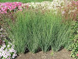 JUNCUS INF BLUE ARROWS #1