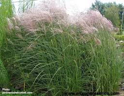 MISCANTHUS KLEINE FONTAINE #5
