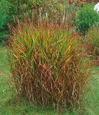 MISCANTHUS PURPURASCENS #1