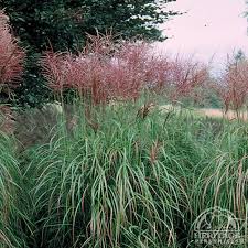 MISCANTHUS SIN RED-SILVER #1/7"